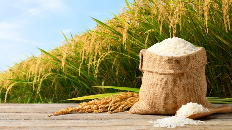 rics in a bag by a rice field