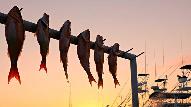 Freshly caught fish on display in Florida