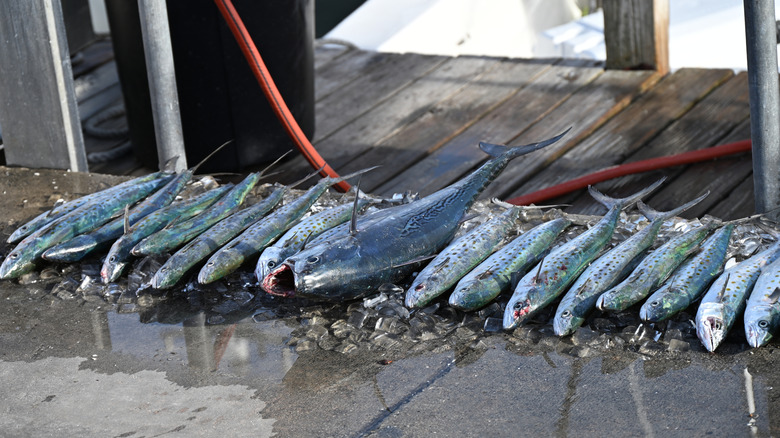 Freshly caught fish on display in Florida