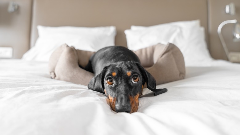 dog on comforter in hotel