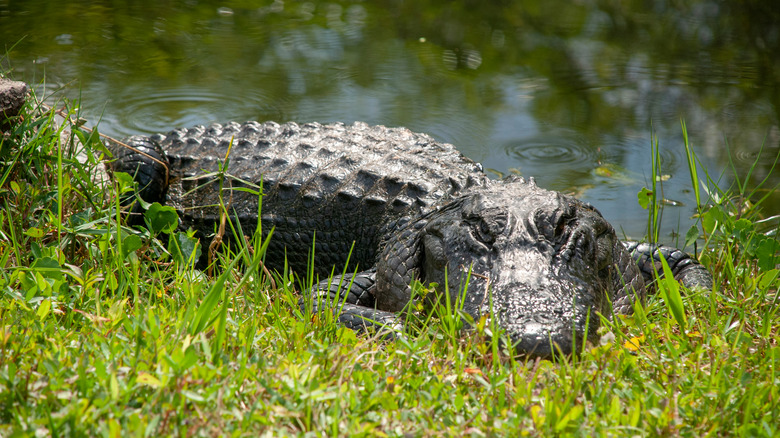 American alligator in Florida Everglades