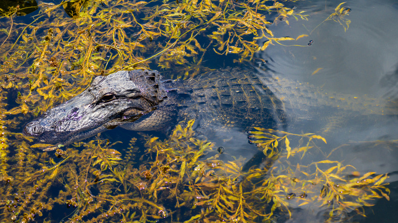 American alligator swimming in Florida