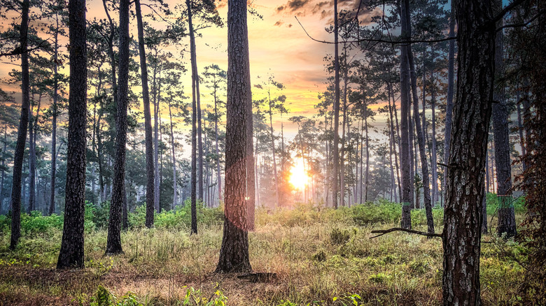 Sunset in the Piney Woods