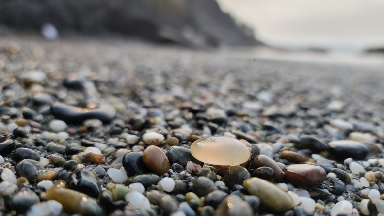 A lone agate sits on the beach