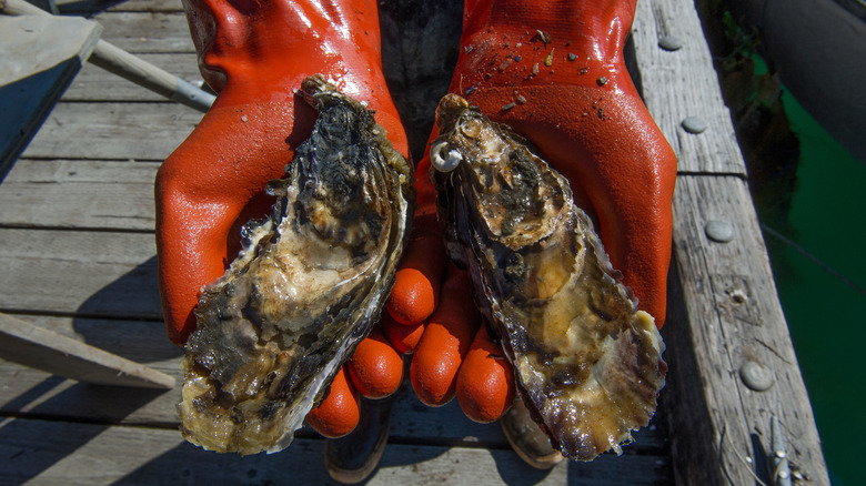 man with red gloves holding oysters