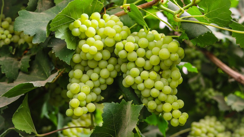 wine green grapes