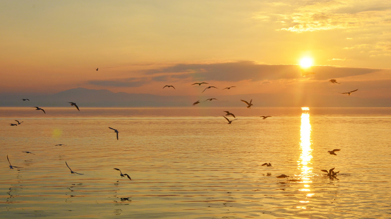 Bird flying over Lake Trasimeno at sunset