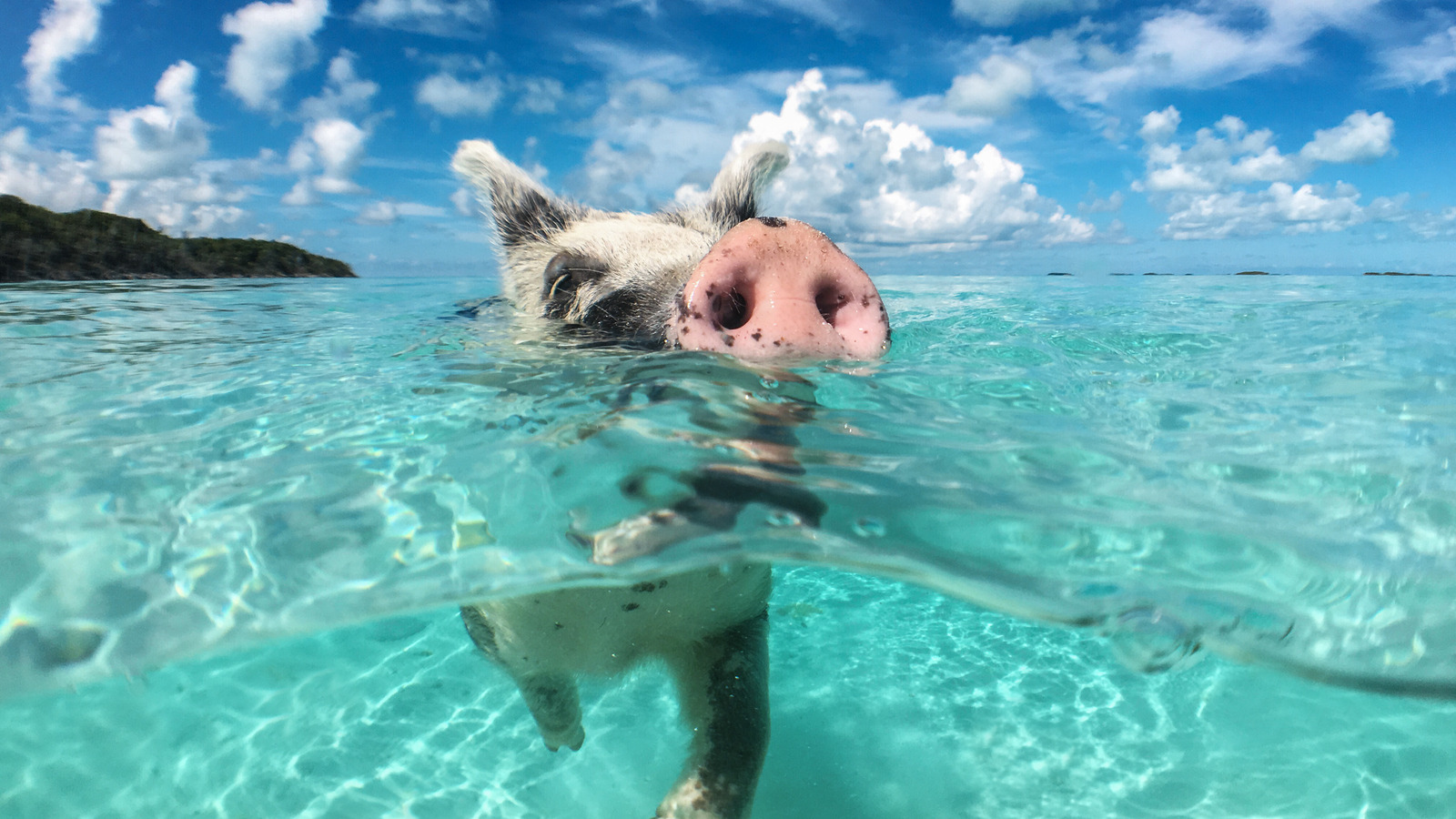 The Popular Caribbean Island That Offers A One-Of-A-Kind Swimming ...