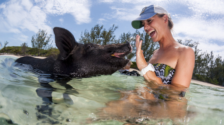 Woman swimming with pig
