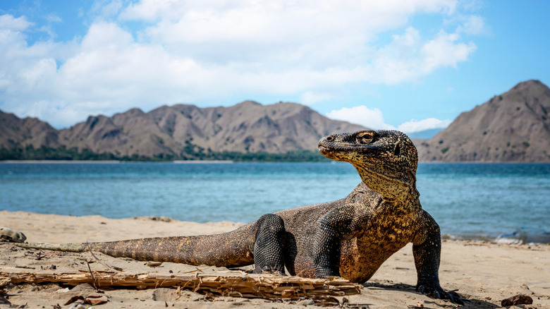 Komodo dragon on the beach