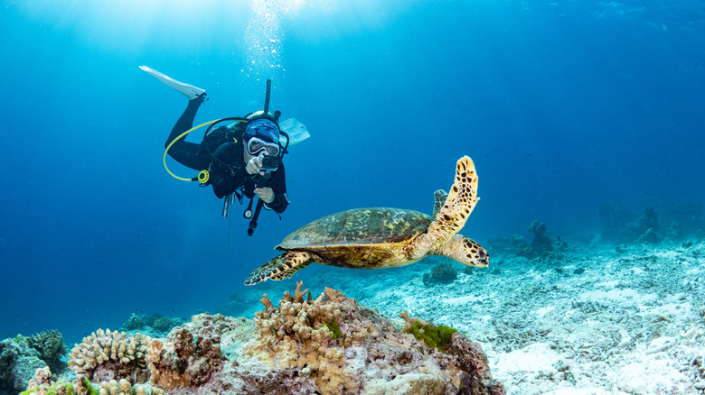 A female scuba diver takes an underwater photo of a sea turtle