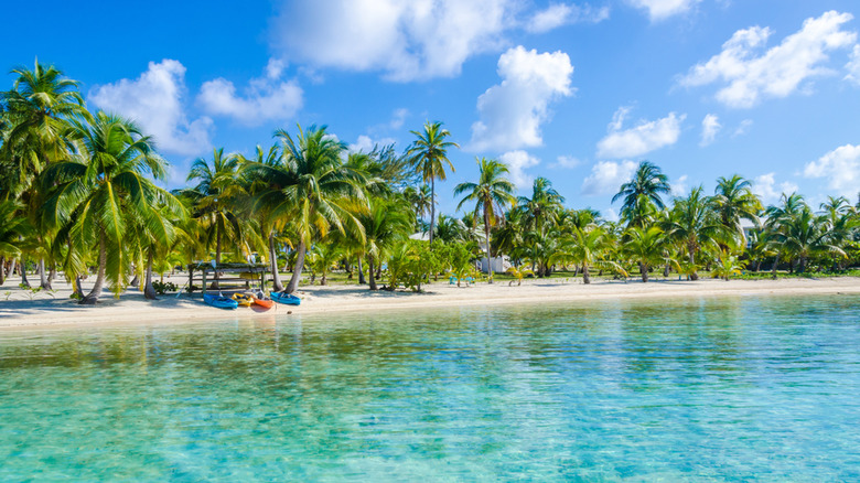 palm trees on Belize beach