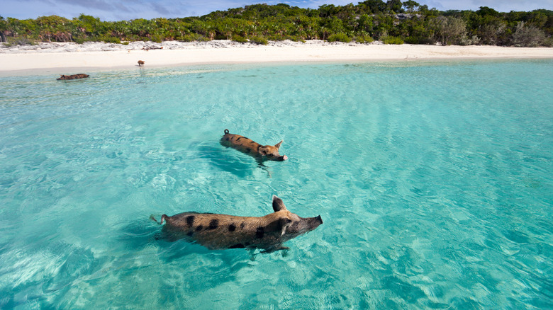 pigs swimming in Bahama waters