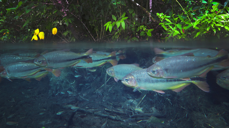 fish through clear river water