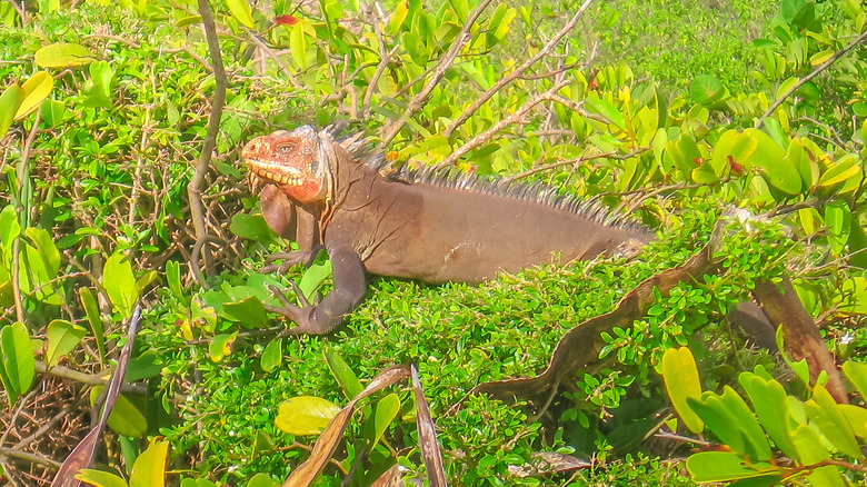 Iguana sitting in vegetation