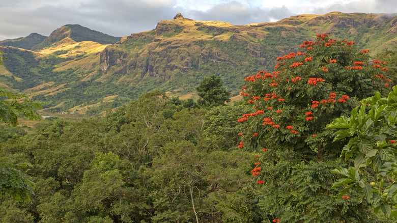 navala, fiji