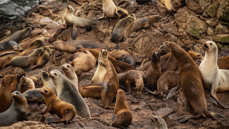 Seal colony on the shore