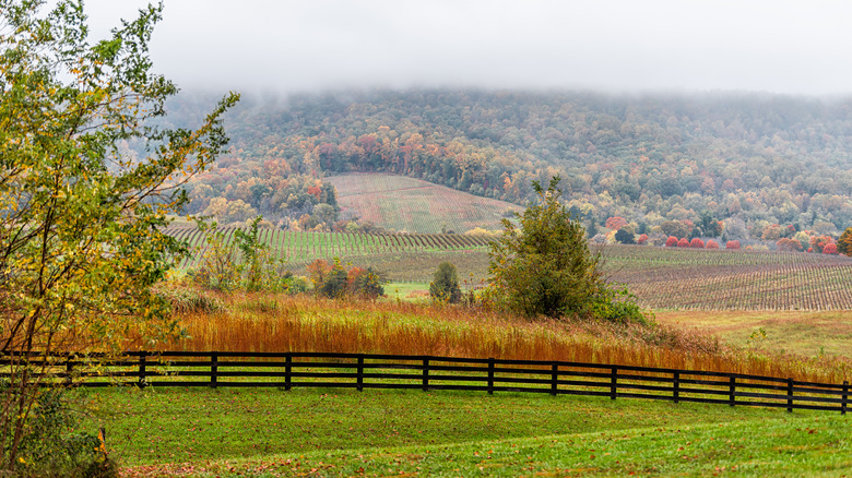Virginia vineyard in fall 