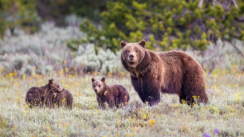 Grizzly bear and cubs