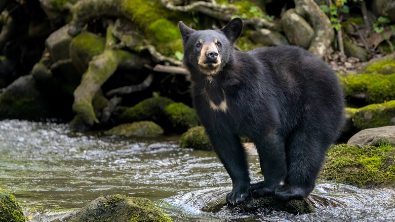 Black bear crossing a river