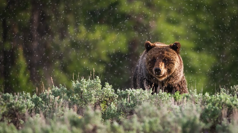 Brown bear hiding in bushes