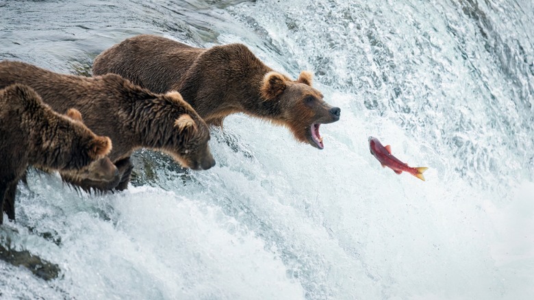 Grizzly bears hunting salmon