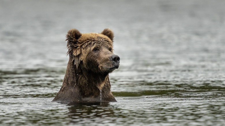 Kodiak bear sitting in a river