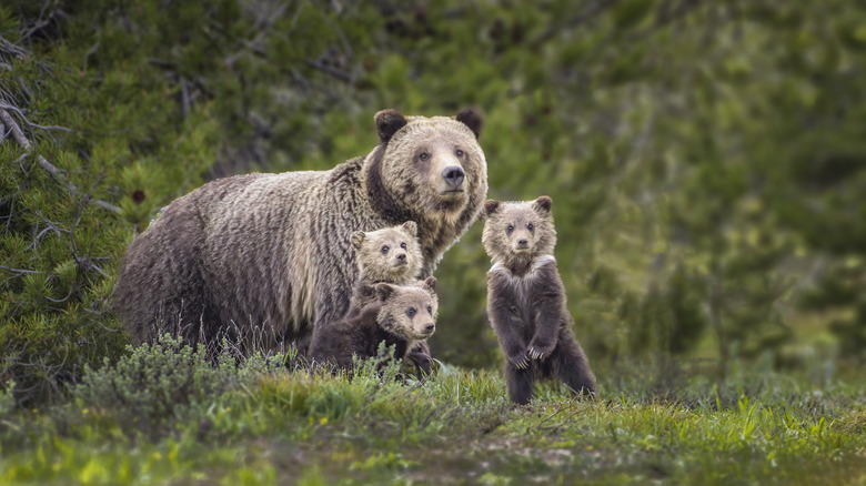 Grizzly bear cubs with mother