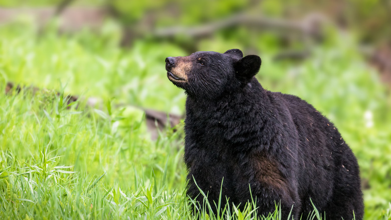 Black bear in Yellowstone National Park