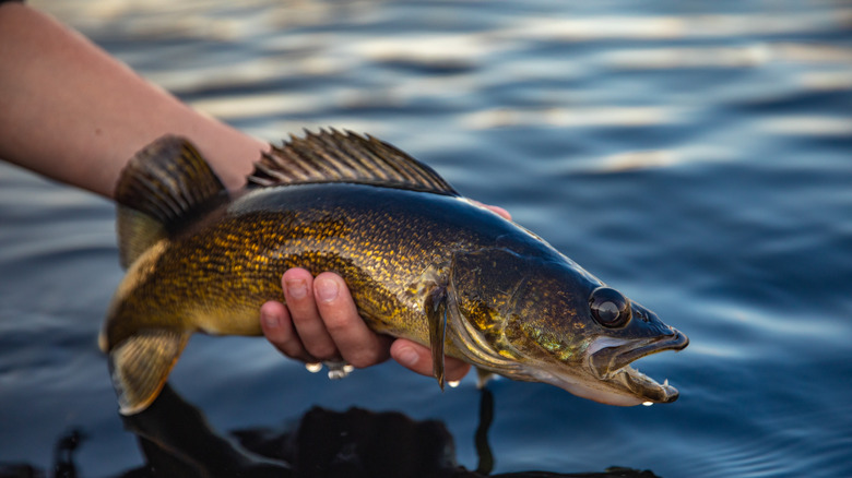 A fisherman holds up a walleye