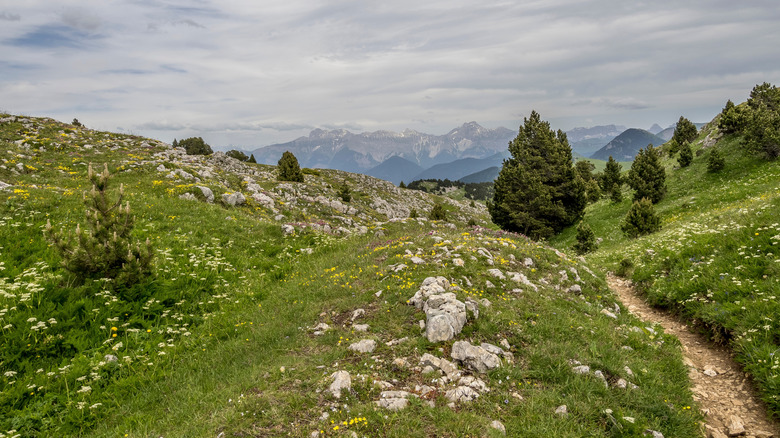 A hiking trail traversing a rocky meadow.