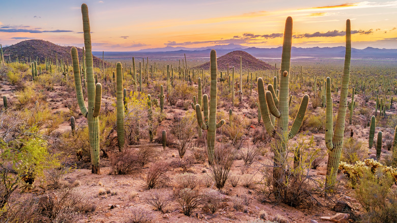 Saguaro National Park cacti