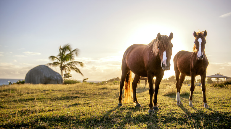 Horses graze on the coast of Vieques, Puerto Rico