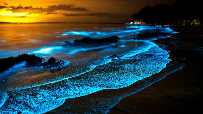 Bioluminescent waves wash up on the beaches of Vieques, Puerto Rico