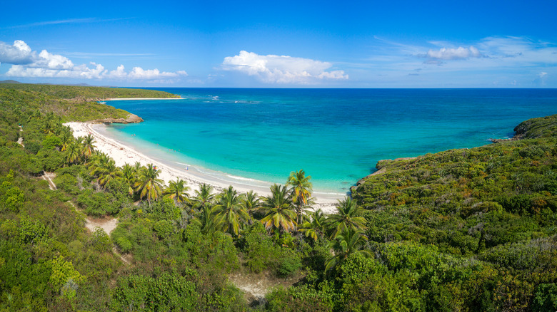 Palm trees punctuate the coast of Vieques, Puerto Rico