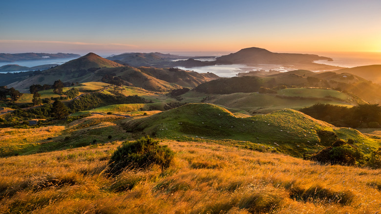 dunedin landscape