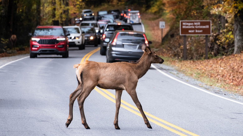 A deer crosses a busy rural road