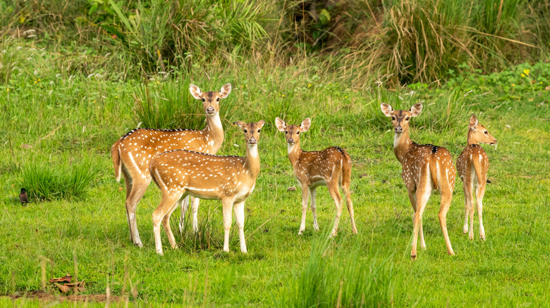 A family of deer stands at attention in a meadow