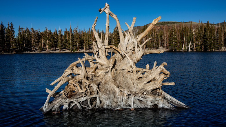 Dead tree in California lake