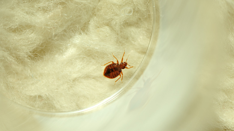 Bedbug on white carpet