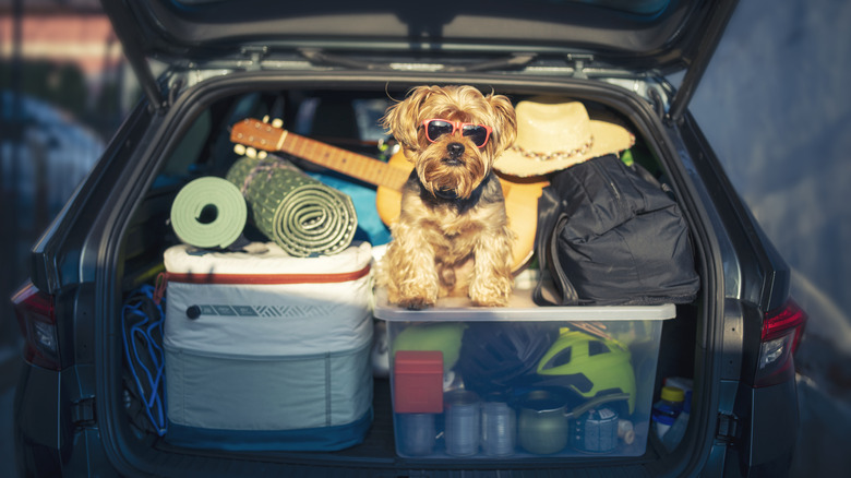 Puppy sitting in packed trunk