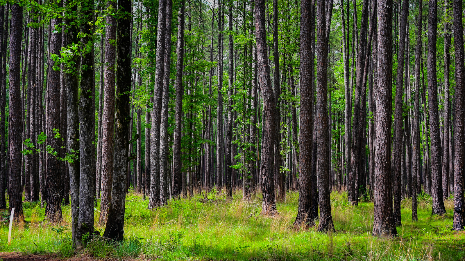 Don't Ignore The Mosquito Meter At Congaree National Park