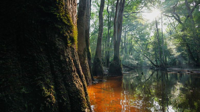 Swamp-like forest