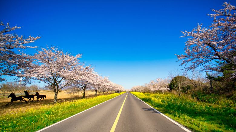 Cherry blossom trees by a road