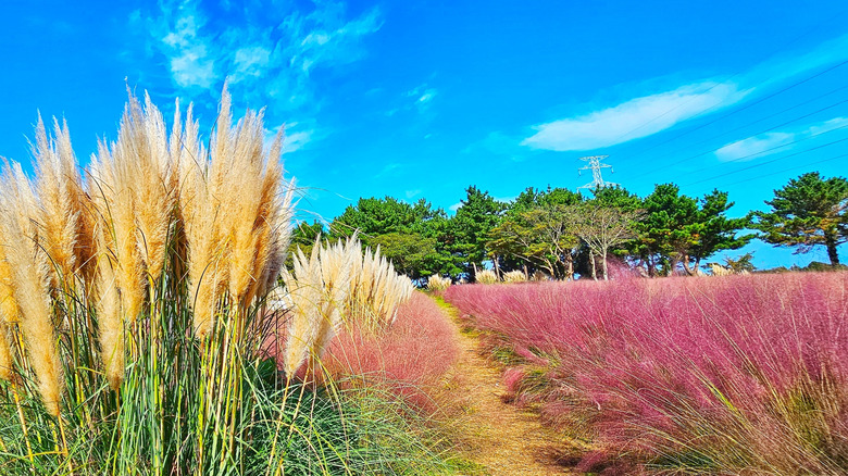 Pink grass and wheat on a sunny day