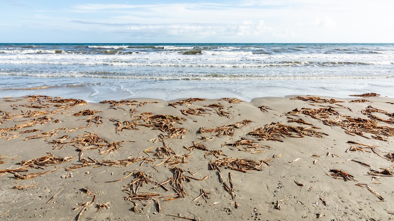 Galveston beach seaweed Texas