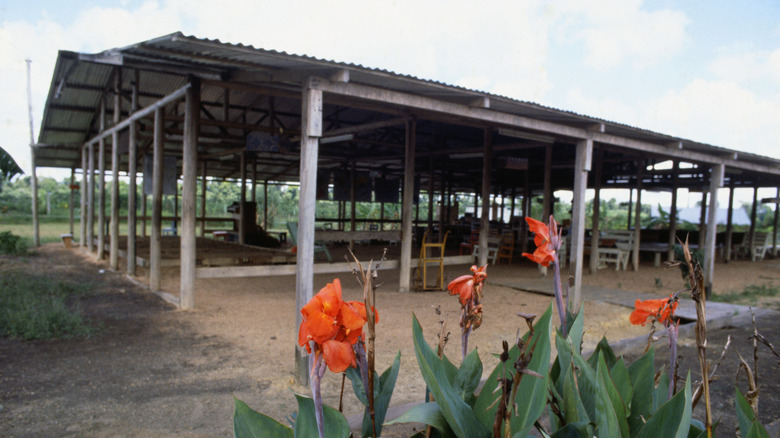 A former pavilion at the Peoples Temple compound in Guyana