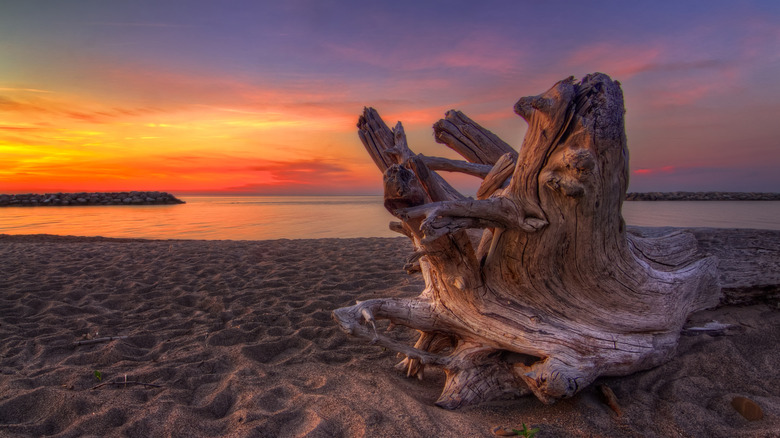 Piece of driftwood on a beach in Lake Erie in New York