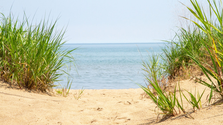 Sand dunes on the shores of Lake Erie at Woodlawn Beach State Park