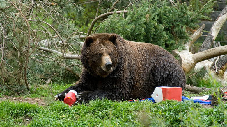 Brown bear with camping supplies